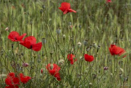 Средновековна крепост Маркели – цъфнали макове (BCH_5997)