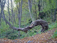 Bojanski_vodopad_DSC06852