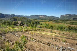 Био-ферма Finca Agroecológica El Paraiso, долината Винялес (NCH_8435)