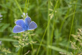 Средновековна крепост Маркели – красотата е навсякъде (NCH_2068)