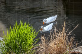 Красиви обитатели на река Марица (DSC7934)