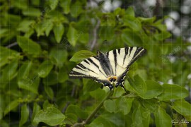 Средновековна крепост Маркели – пеперуда „Лястовича опашка“ (NCH_2051)