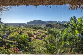 Био-ферма Finca Agroecológica El Paraiso, долината Винялес (BCH_2322)