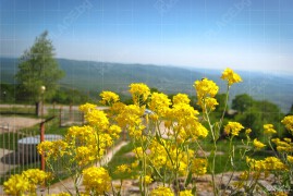 Връх Шейновец (IMG_2074)