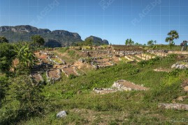 Био-ферма Finca Agroecológica El Paraiso, долината Винялес (BCH_2335)