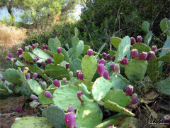 Thassos_Palataki_IMG_3151