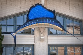 Декоративен Марлин над входа на ресторант „Моста“ (DSC8057)