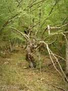 Nekropol_Propada_DSC08255