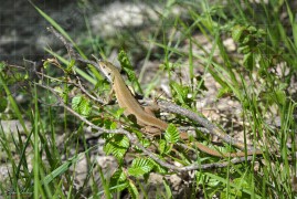 Връх Шейновец – местен обитател (DSC0511)