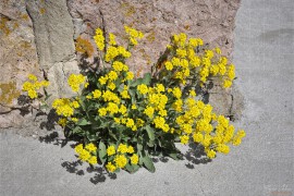 Връх Шейновец (DSC0524)