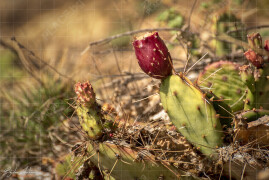 Divorastiasti_kaktusi_Pancharevo_BCH_8050