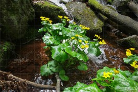 Чипровски водопад – Обикновеният блатняк (гергьовче) (DSC07666)