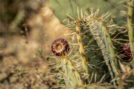 Divorastiasti_kaktusi_Pancharevo_BCH_8014