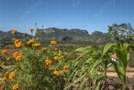 Био-ферма Finca Agroecológica El Paraiso, Винялес (BCH_2304)