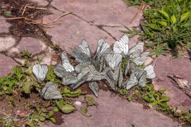 Albotinski_skalen_manastir_DSC0771