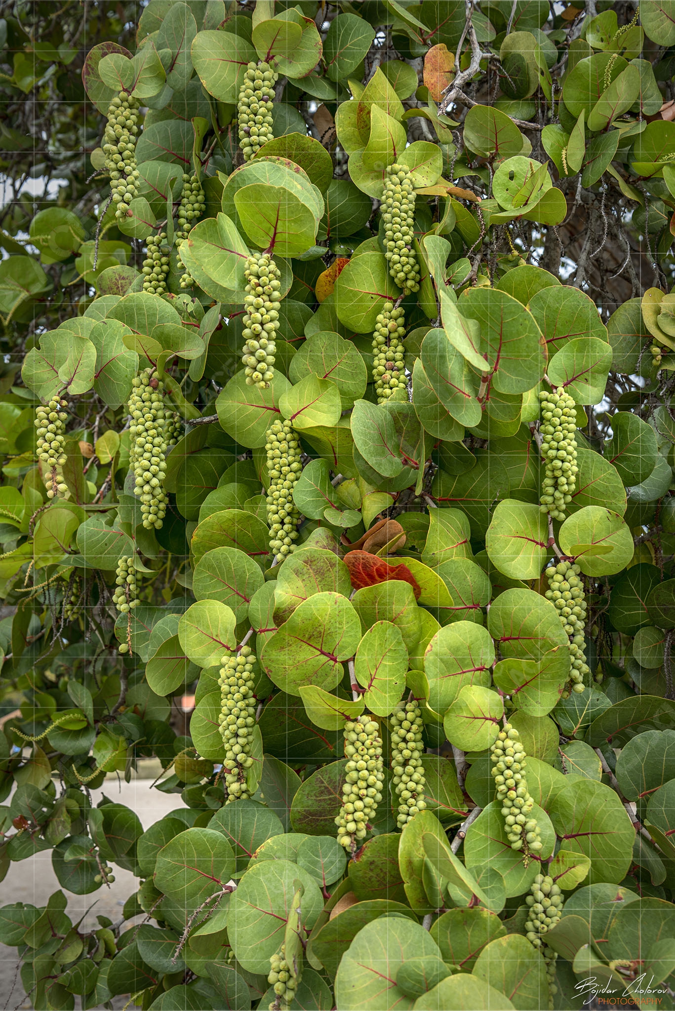 Морско грозде (Coccoloba uvifera) (BCH_3526)