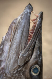 Barracuda - нещо, което не бих искал да срещна като се къпя в морето