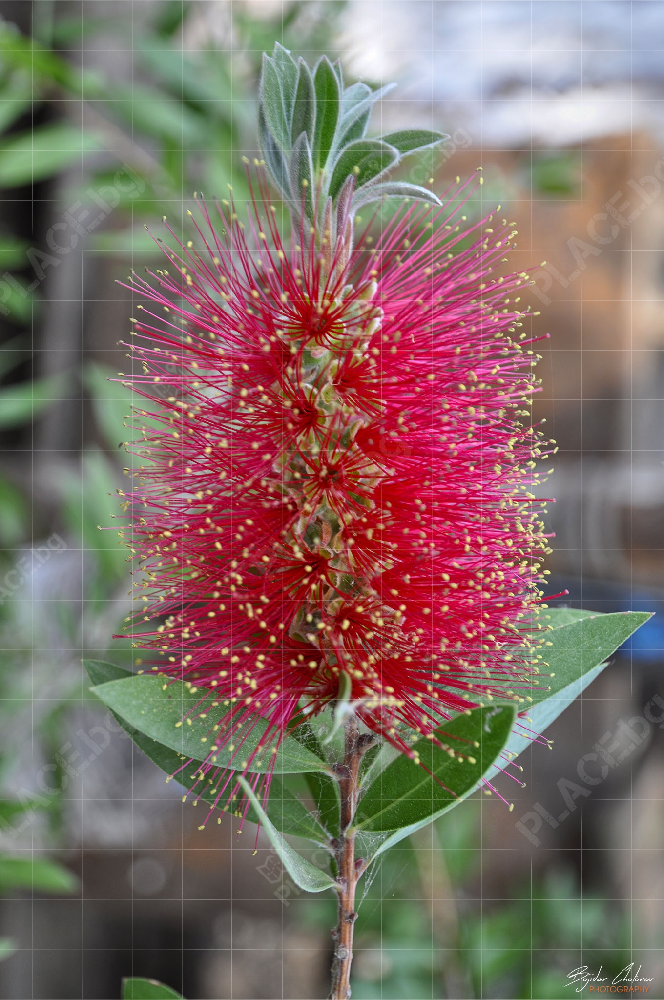 Callistemon („Bottle brush“) на брега на Бафа (DSC0236 (2))