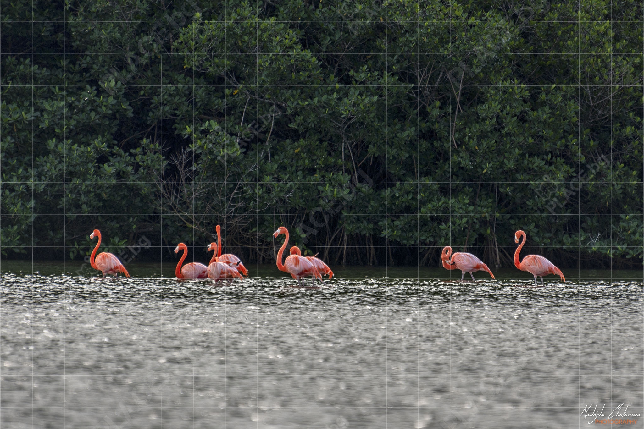 Голямо кубинско розово фламинго в лагуна Guanaroca (NCH_9201a)