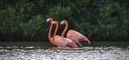 Голямо кубинско розово фламинго в лагуна Guanaroca