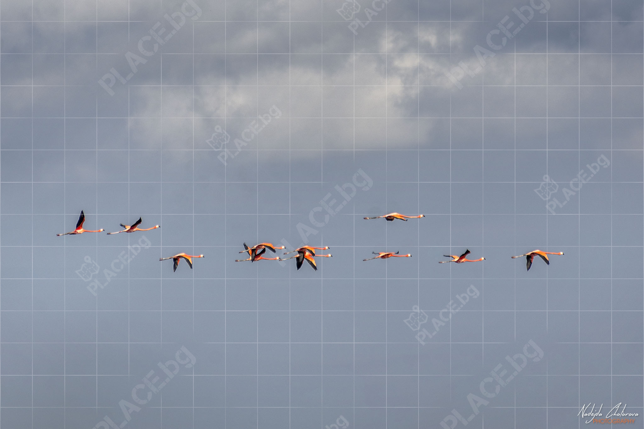Кубинско голямо фламинго в полет (NCH_9285)