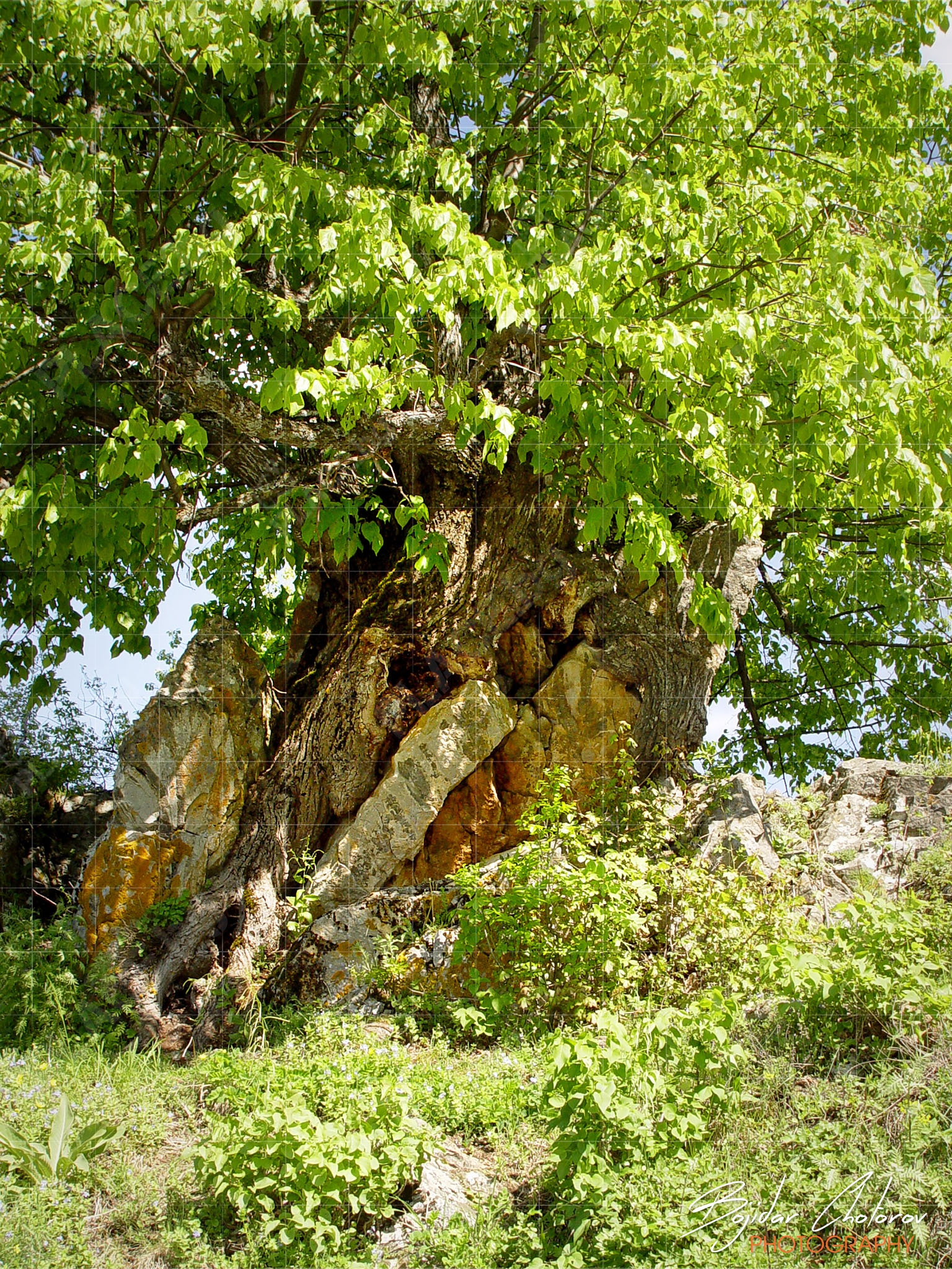 Glojenski_manastir_DSC03787