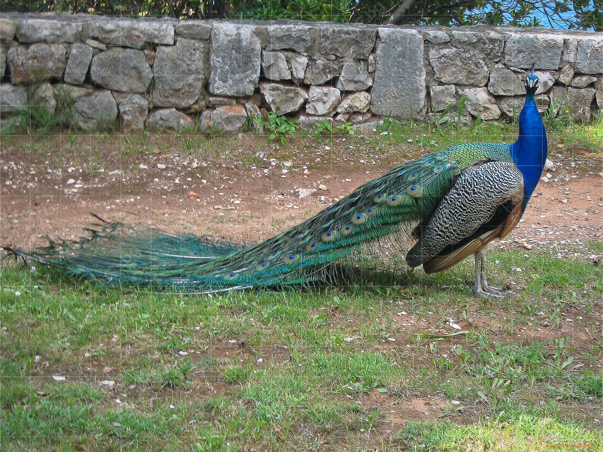 Harvatska_Dubrovnik_ostrov_Lokrum_IMG_4325