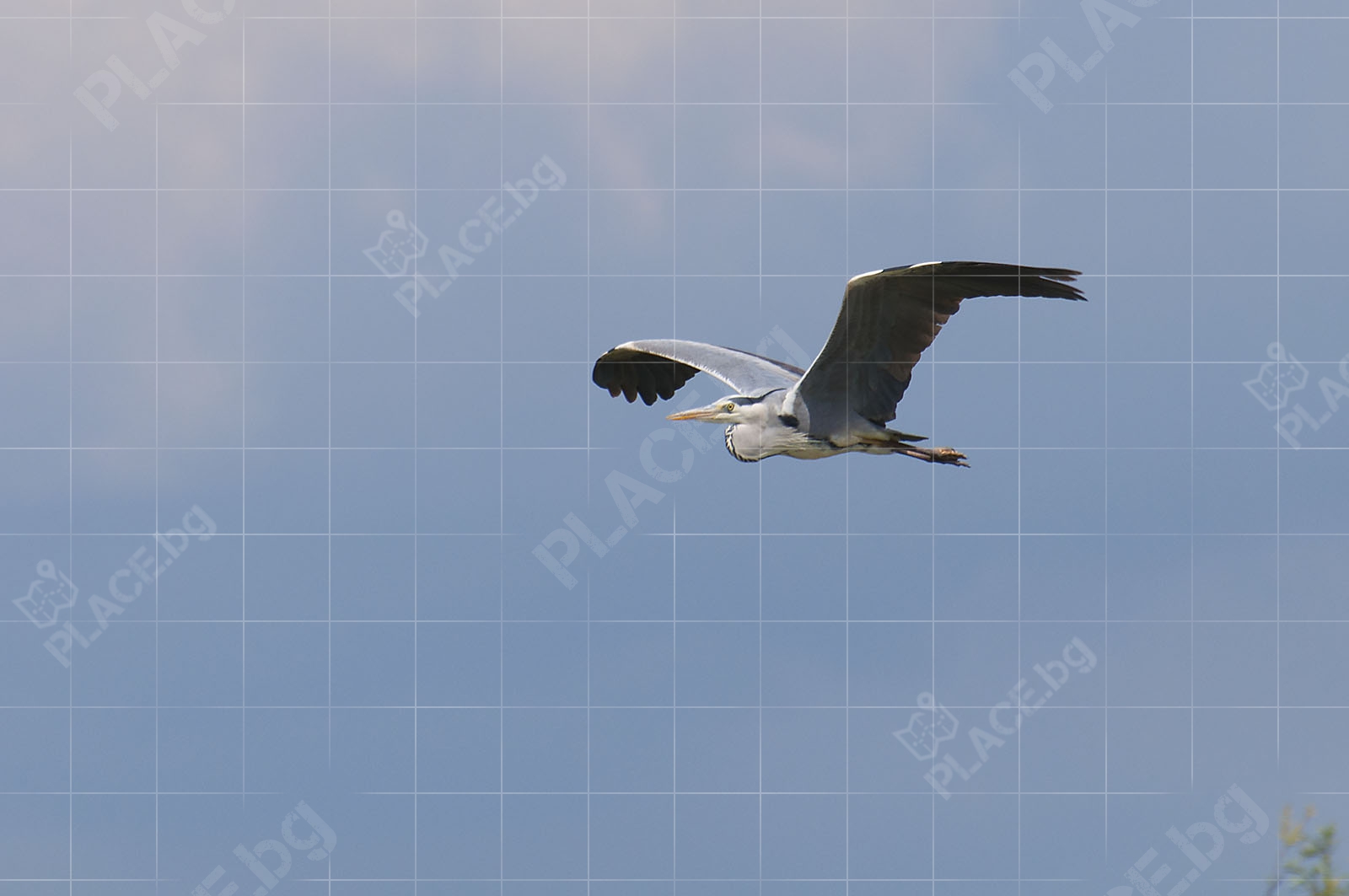 Сива чапла в полет над езерото Керкини (DSC0216)