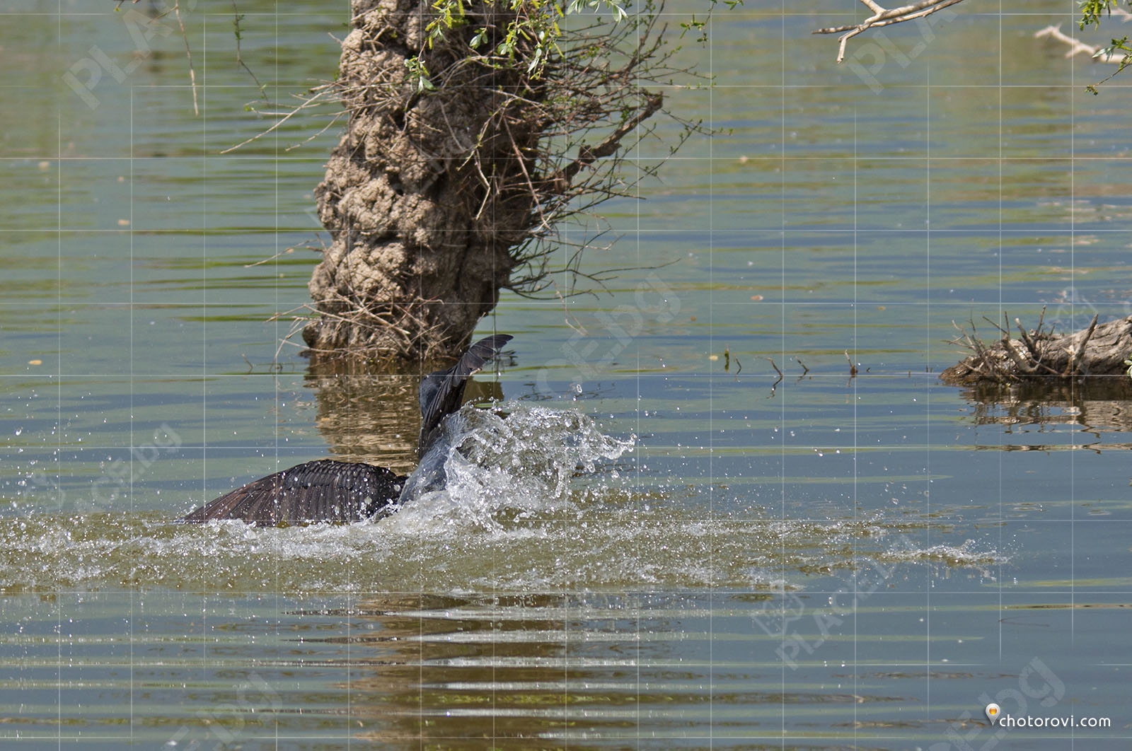 При кацане Големият корморан често пада във водата като тухла четворка (DSC0299)