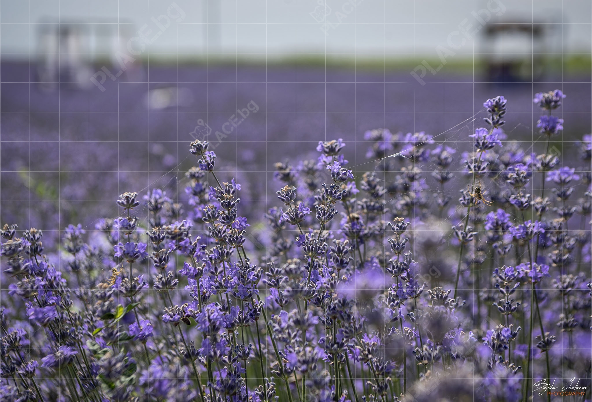 Lavender_World_BCH_9295