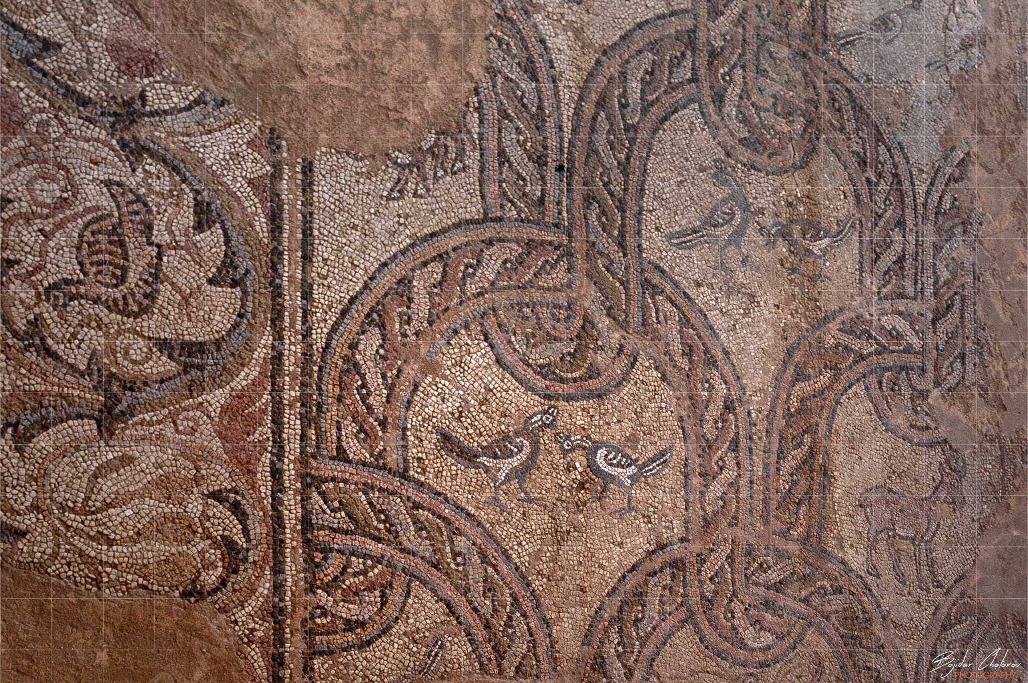 Флорални мозайки в Базиликата в Охрид (DSC2911)
