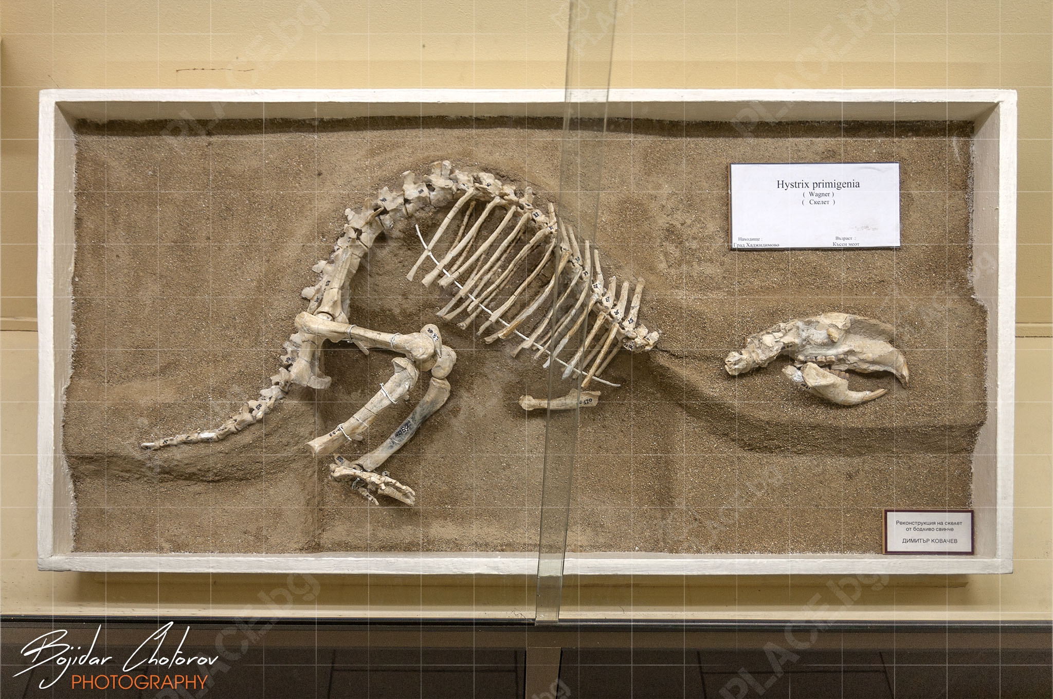 Paleontologichen_muzei_DSC8444