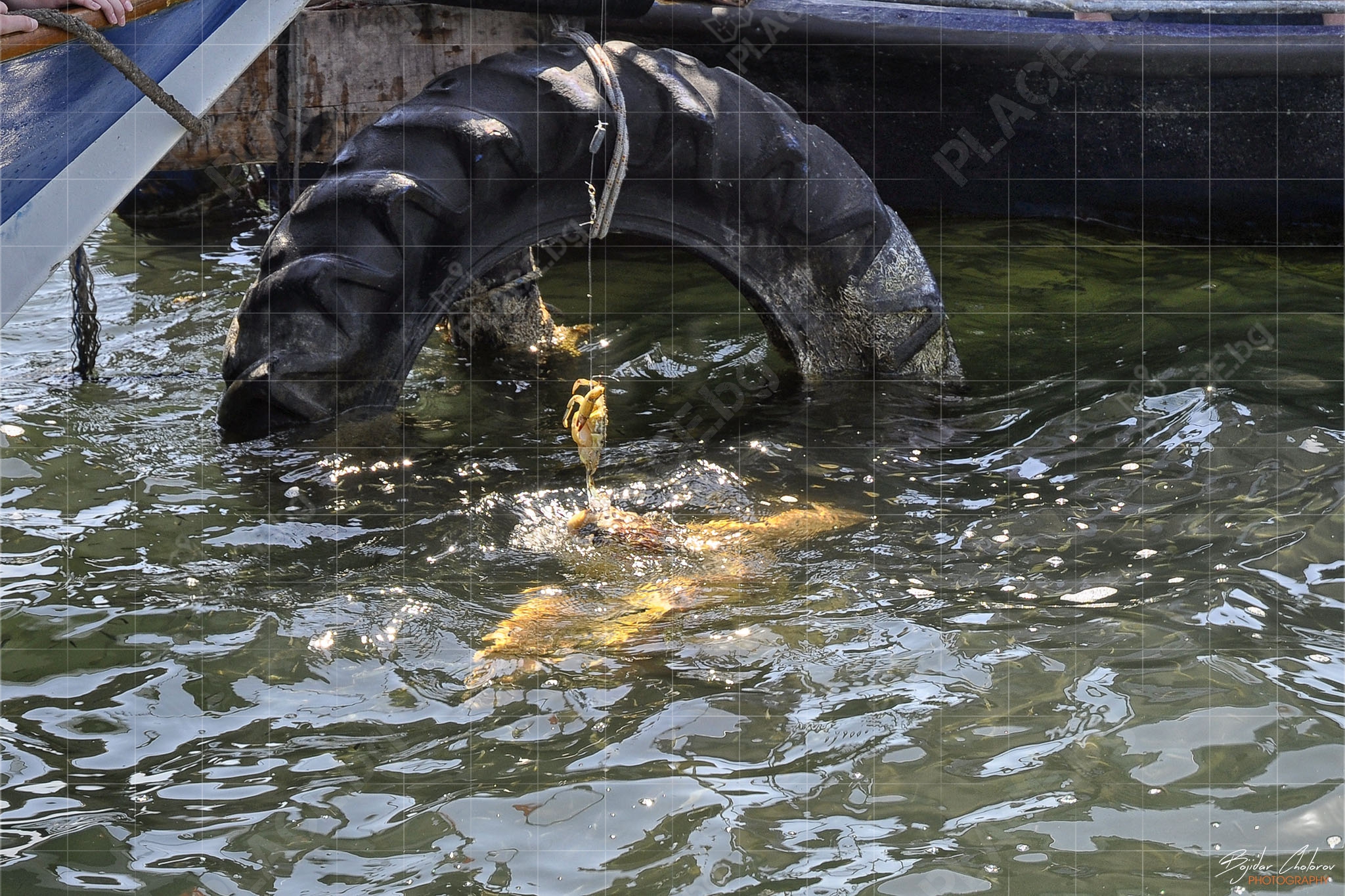 Захранване на костенурките Caretta caretta (DSC0791)