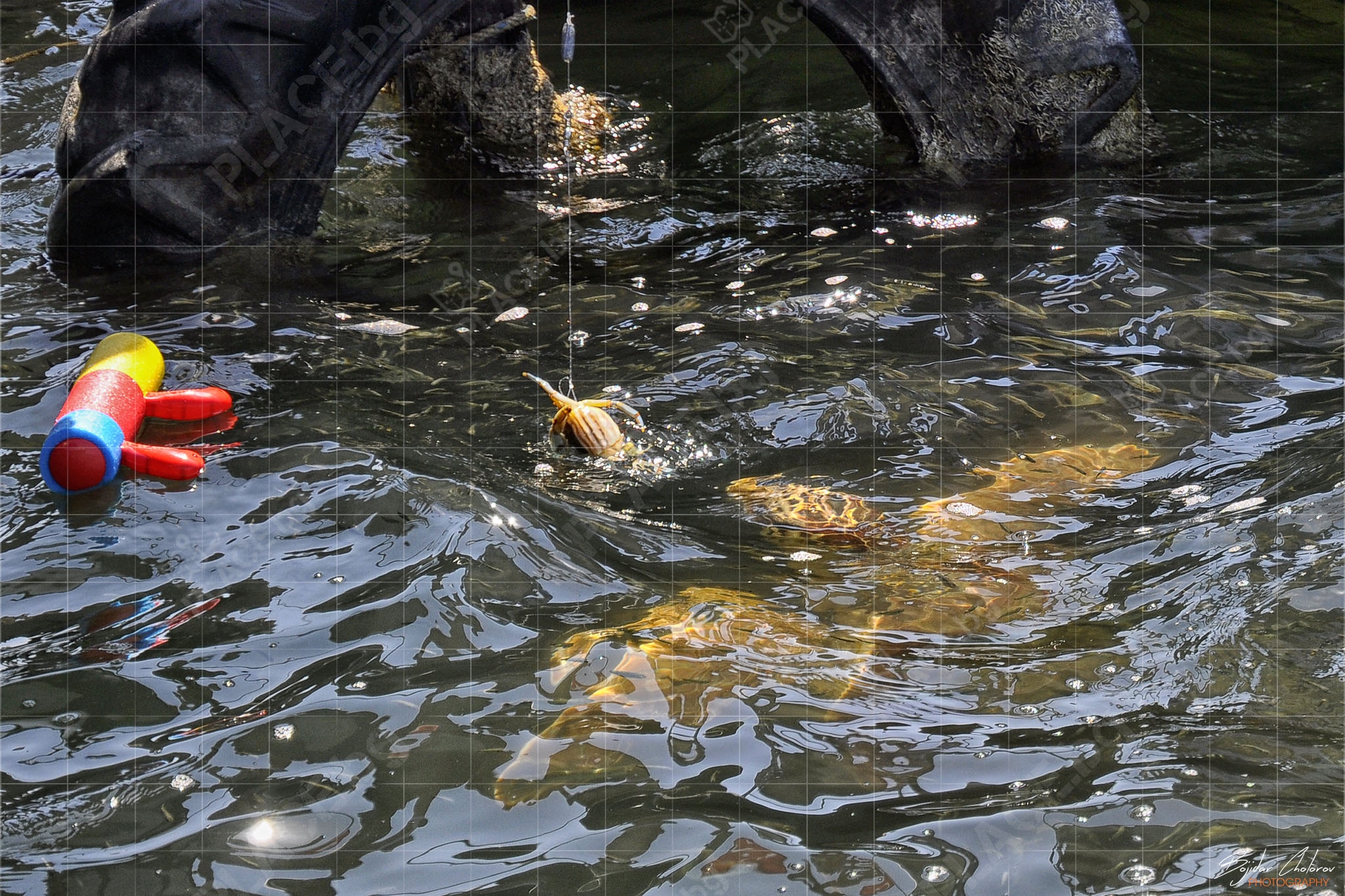 Захранване на костенурките Caretta caretta (DSC0792)