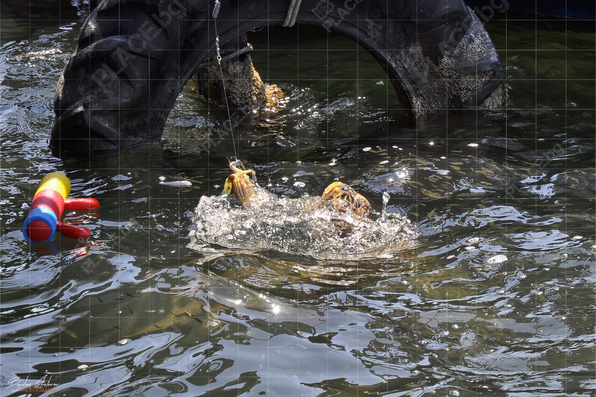 Захранване на костенурките Caretta caretta (DSC0793)