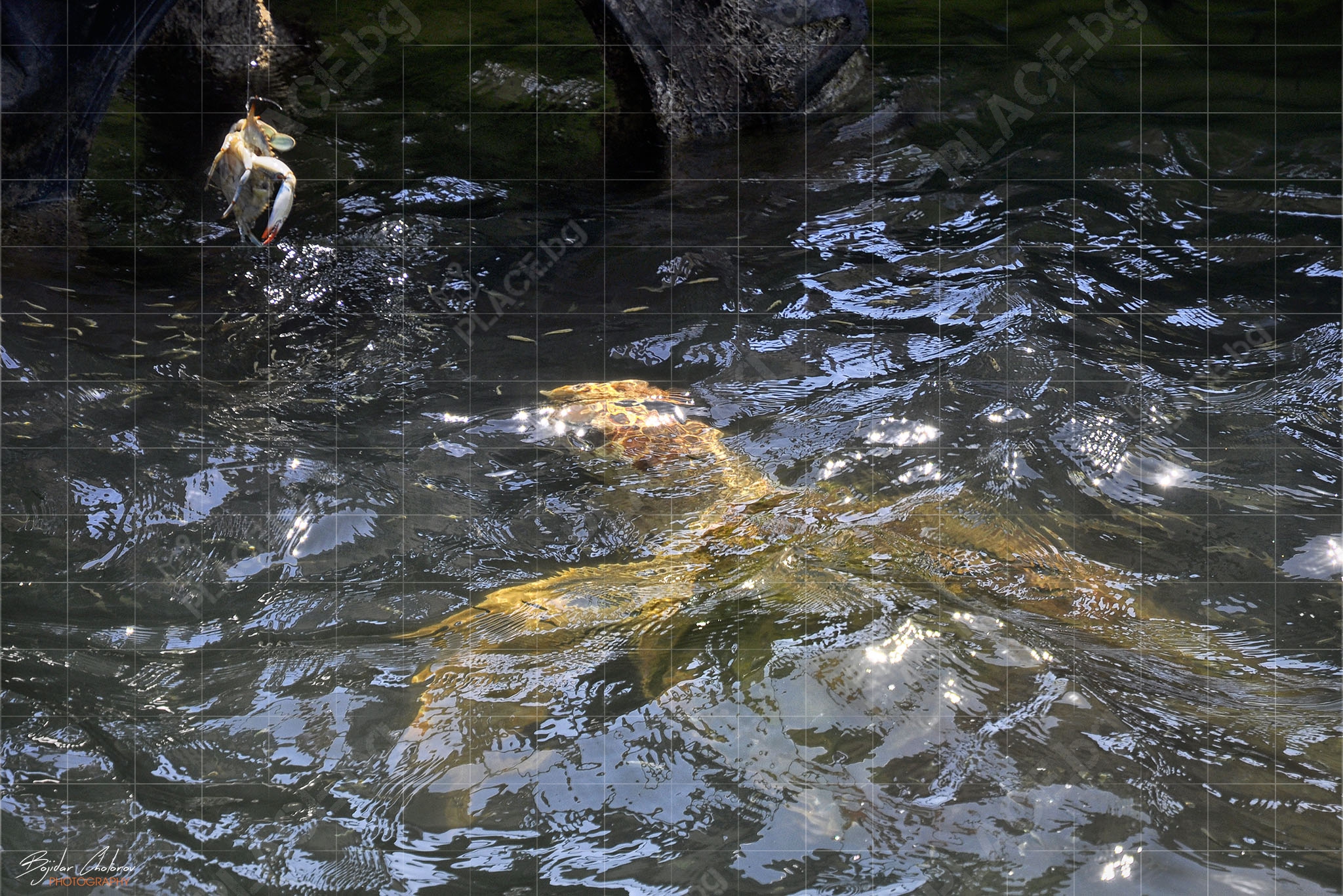 Захранване на костенурките Caretta caretta (DSC0796)