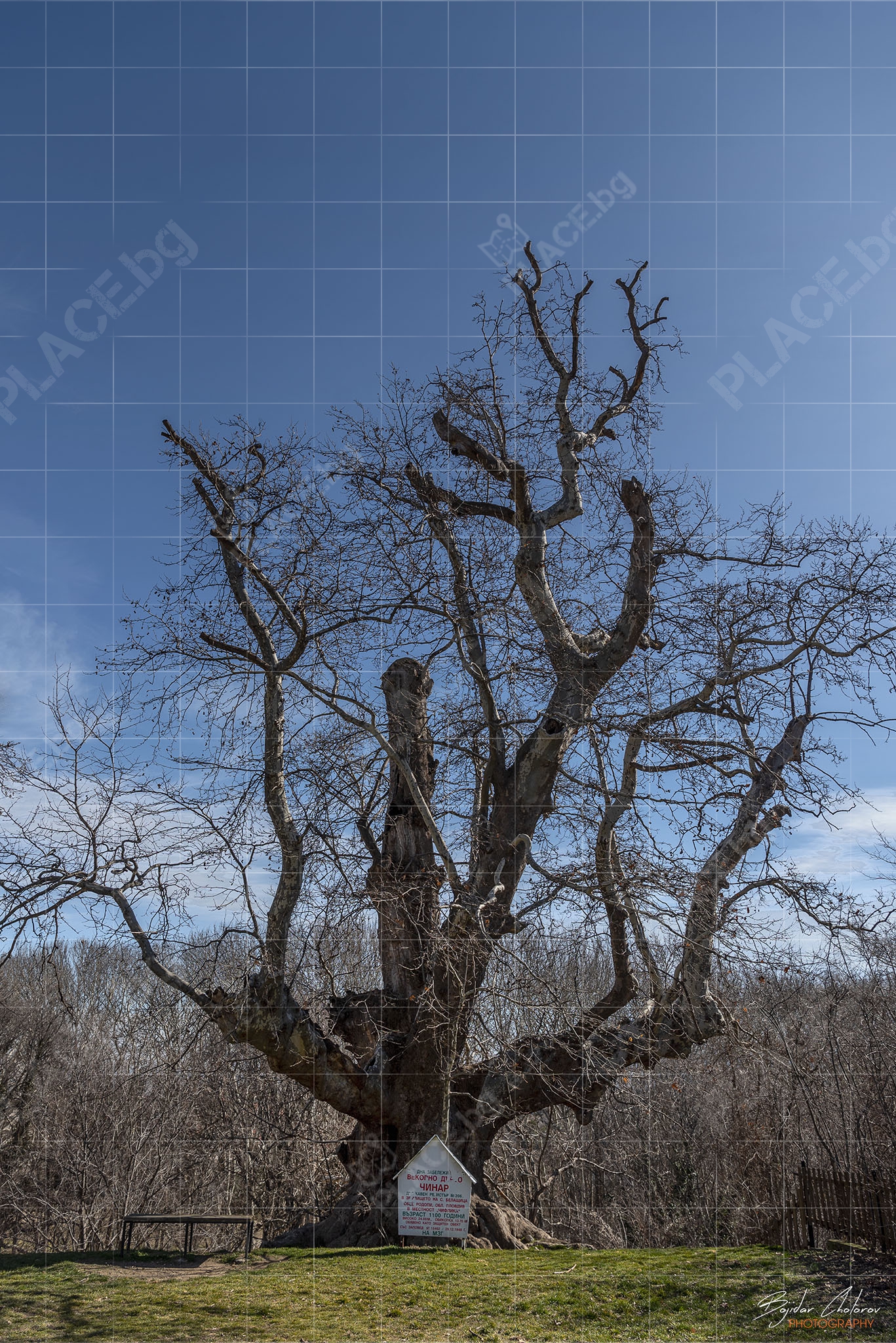 Най-дебелото дърво в България – Чинар на над 1100 години (BCH_3350)