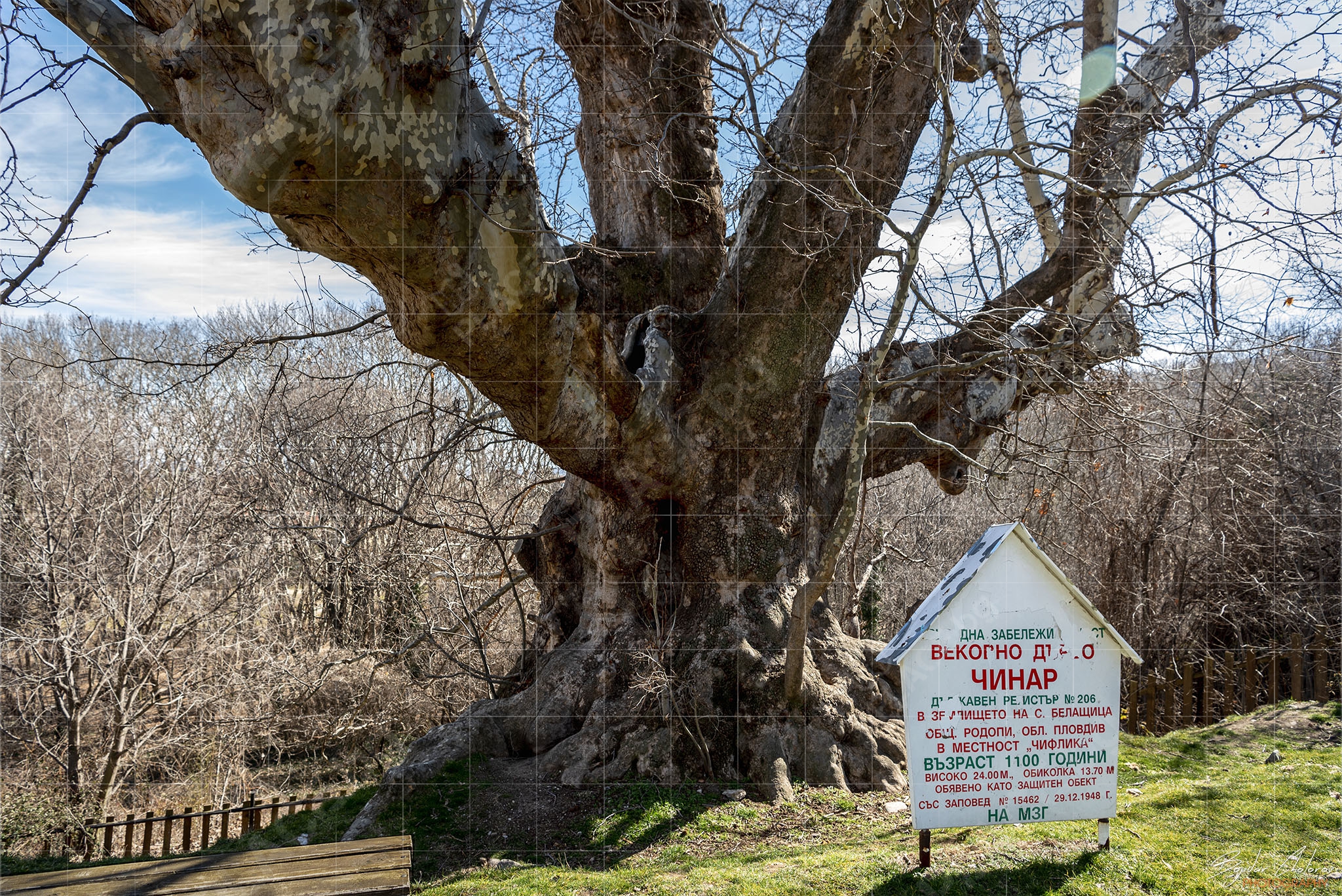 Най-дебелото дърво в България – чинар на над 1100 години (BCH_3358)