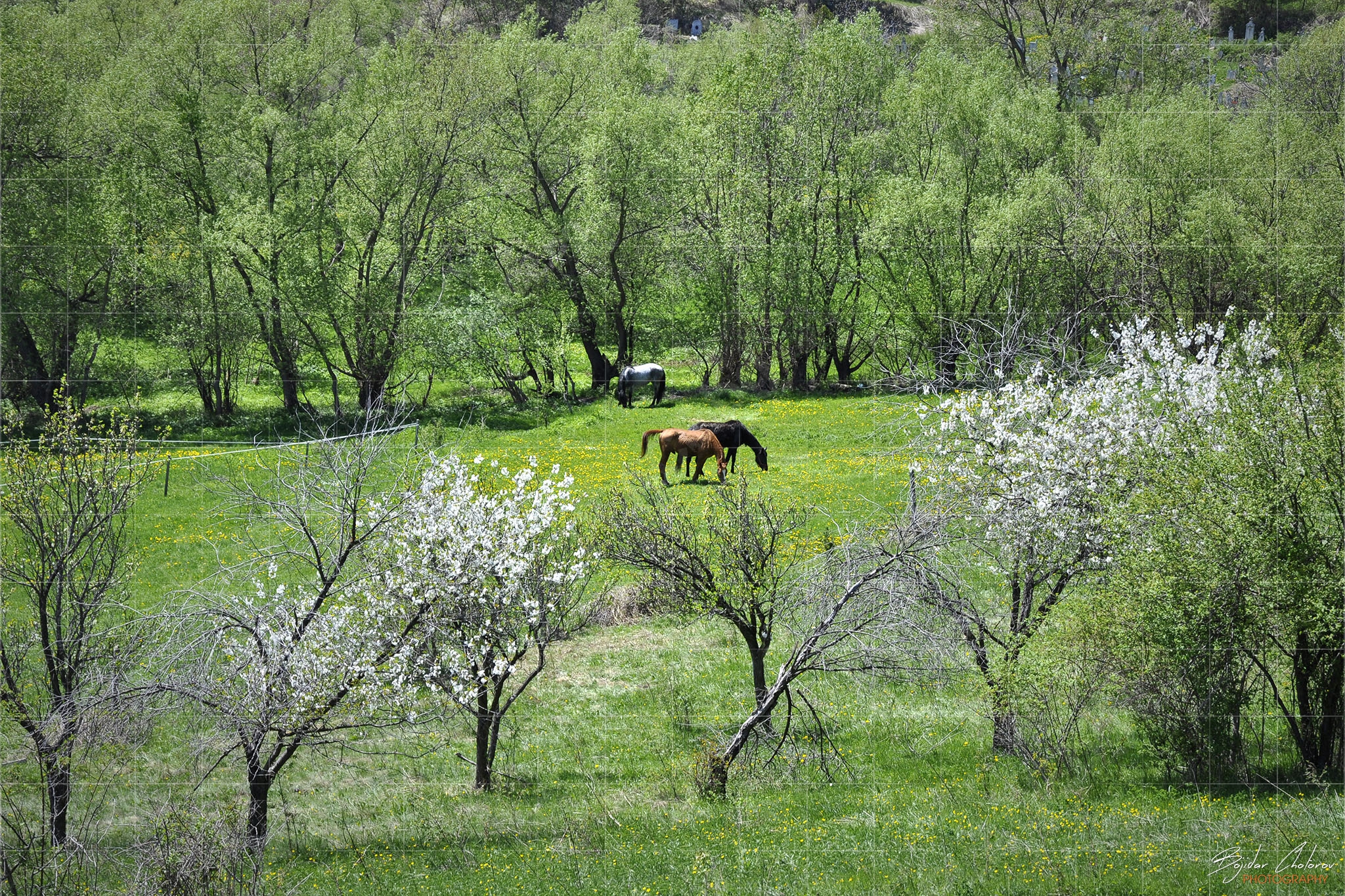 Поляните край село Заселе (DSC0152)