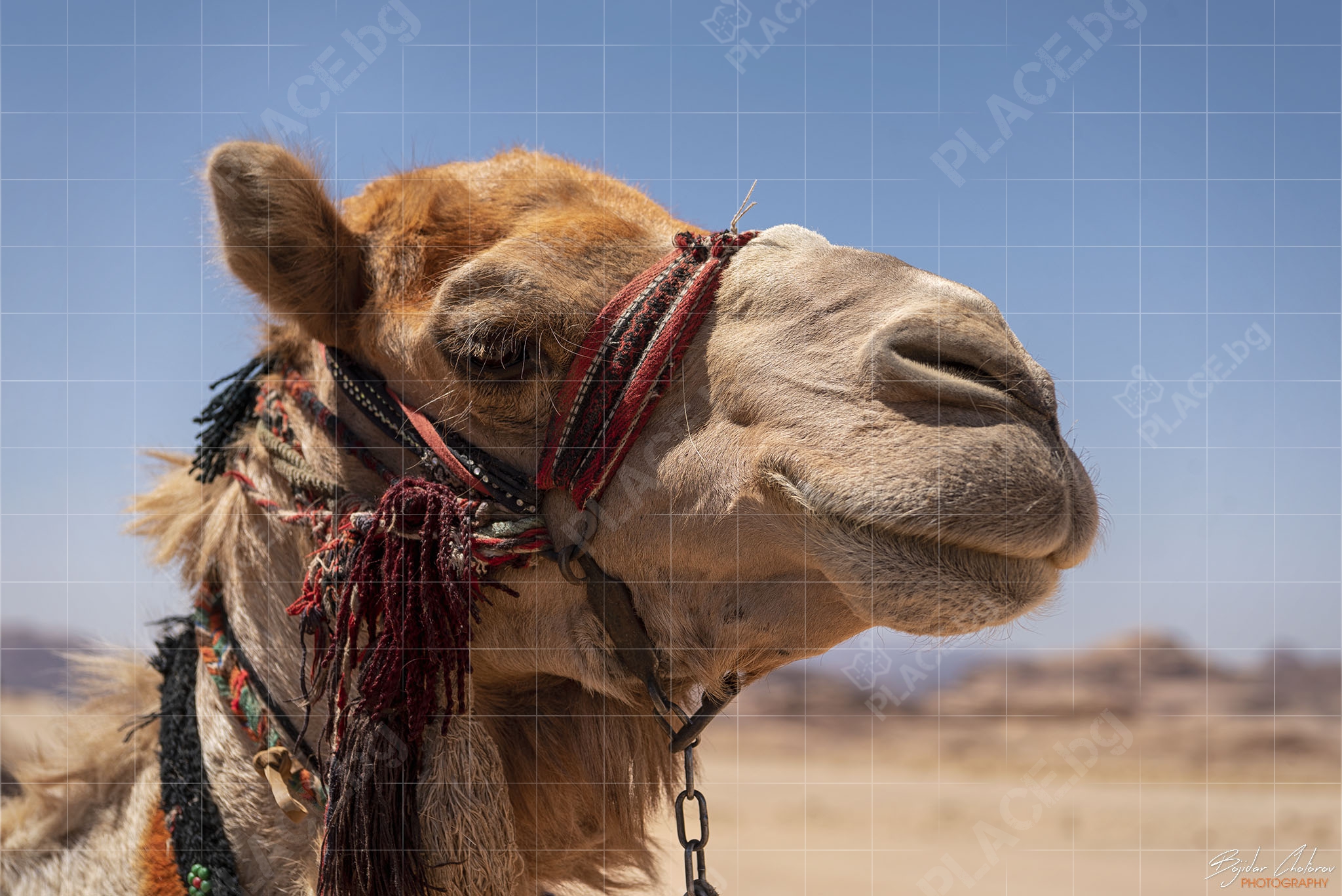 Wadi_Rum_Jeep_Tour_BCH_4984