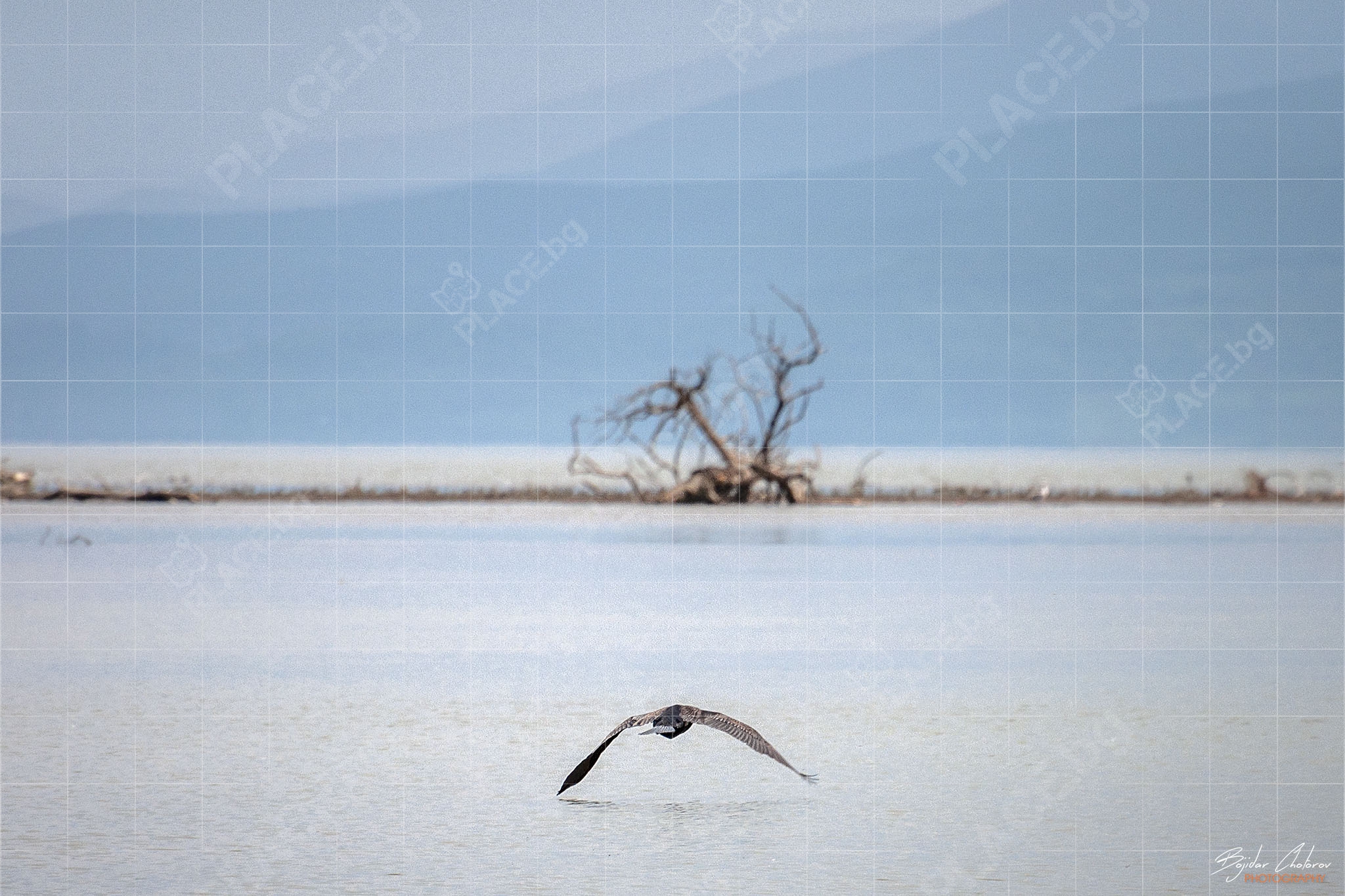 Wildlife фотография на езерото Керкини (DSC0122)