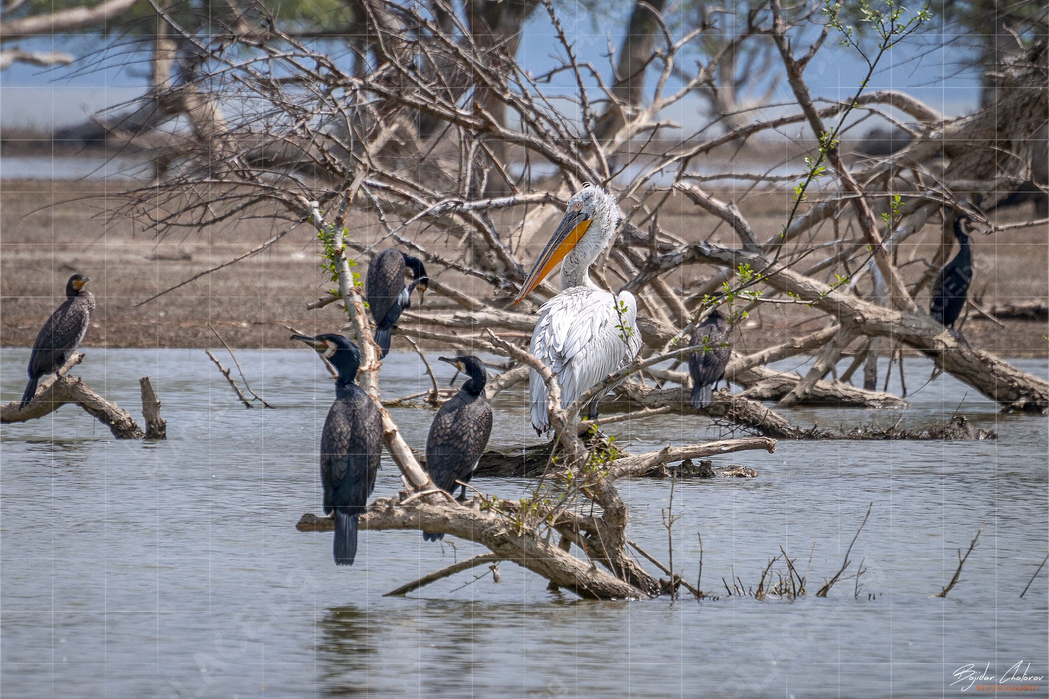 Wildlife фотография на езерото Керкини – Големи корморани и Къдроглав пеликан (DSC0148)