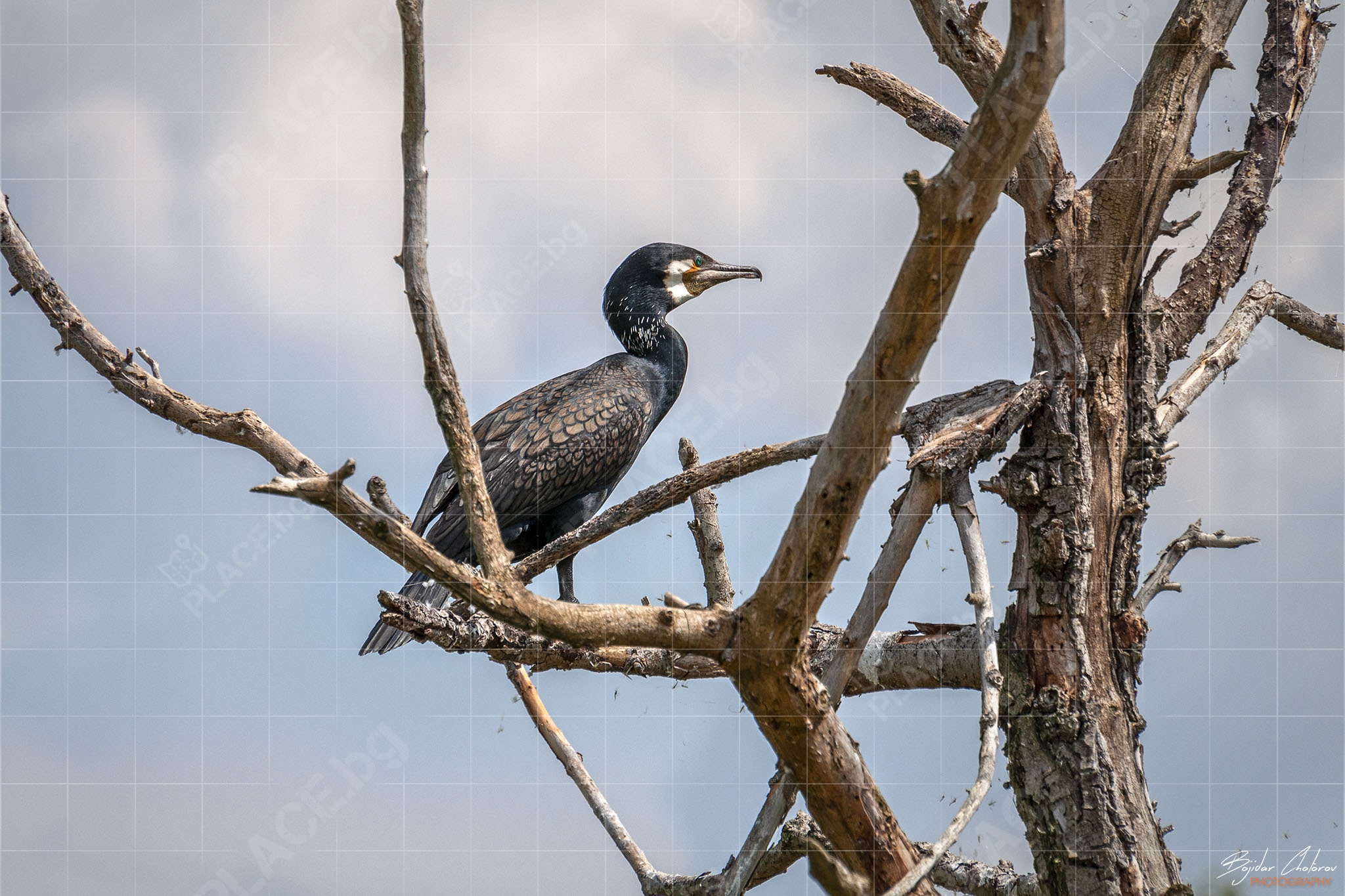 Wildlife Photography – Голям корморан на езерото Керкини (DSC0203)
