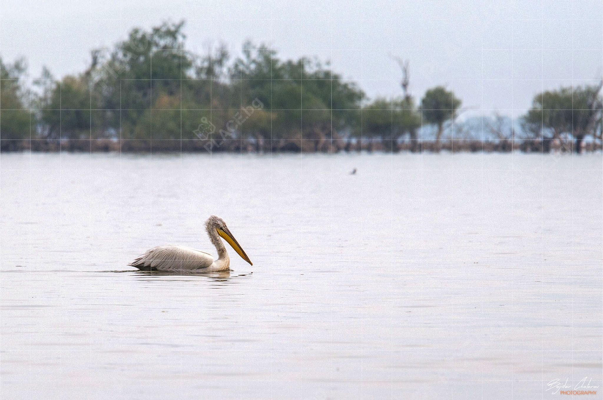 Wildlife фотография на езерото Керкини – Къдроглав пеликан (DSC0604)